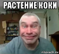 растение коки 