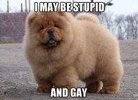 i may be stupid and gay