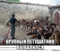  крупный петушатник вывалился