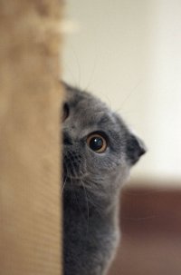 Создать мем Кот
