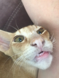 Создать мем Кот