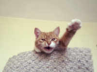 Создать мем Котэ зигует