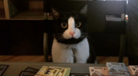 Создать мем Котохуй 2