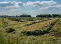 Создать мем Кубанские покосы