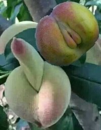 Создать мем Пэрсики