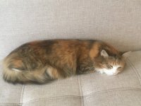 Создать мем Рыжая кошка