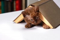 Создать мем Твой Коте