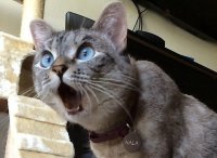 Создать мем Удивленный кот
