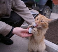 Создать мем Валерьянка кот