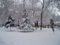 Создать мем Зимний лес