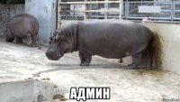  админ