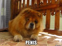  penis