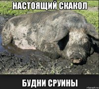 настоящий скакол будни сруины