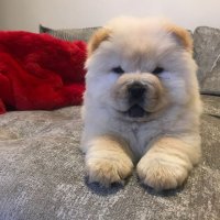 Создать мем 6 As puppies the Chow Chow dogs have