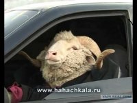 Создать мем Амандык баталов