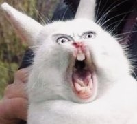 Создать мем Crazy Rabbit