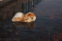 Создать мем I Give YouTeddy The Wonder Chow Chow