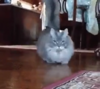 Создать мем Кот