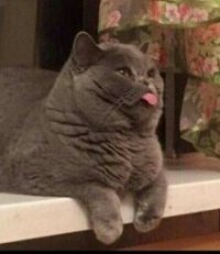 Создать мем Котэ