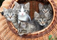 Создать мем Котировка из корзины