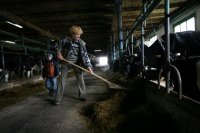 Создать мем Работа в коровнике