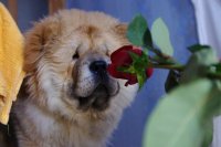 Создать мем Роза  царица цветов