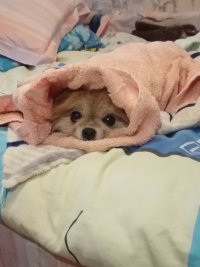 Создать мем Собака шаурма