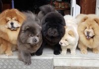 Создать мем They Can Be Different Color