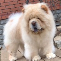Создать мем This dog can be a psychologist