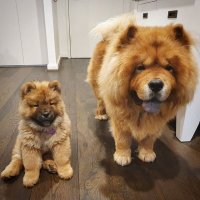 Создать мем We may call the puppies Chow Chows however