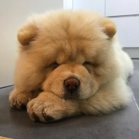 Создать мем Я СВЯТО ВЕРЮ ЧТО СОБАКА - ПОСЛЕДНИЙ АНГЕЛ НА ЗЕМЛЕ
