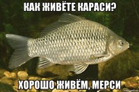 как живёте караси? хорошо живём, мерси