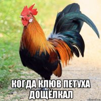  когда клюв петуха дощёлкал