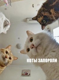    Коты запороли