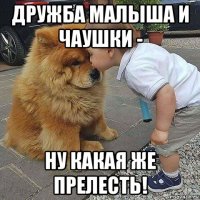 дружба малыша и чаушки - ну какая же прелесть!