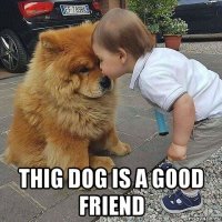  thig dog is a good friend