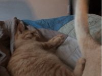 Создать мем БарСемен