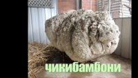 Создать мем Чикибанбон