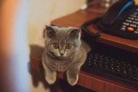 Создать мем Компьютерный кот