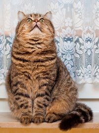 Создать мем Котик