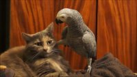 кеша хороший, когда не бьёт по роже правильно, и мух отгоняй, точнее блох, Мем Лесь подерянський
