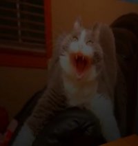 Создать мем Скример котятки
