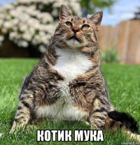  котик мука