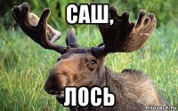 саш, лось