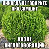 никогда не говорите про самшит возле англоговорящих