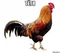 тётя 