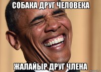 собака друг человека жалайыр друг члена