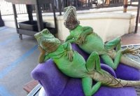  нет. ну хорошо. даже если мы будем отталкиваться от понятия присутствия. насколько моё присутствие обусловлено моим представлением о присутствии?, Мем Барбара Стрейзанд