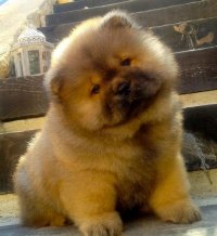 Создать мем Chow chows are not usually social outgoing dogs