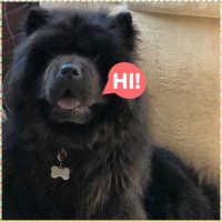 Создать мем Chow chows may become nuisance barkers if their alarm barking is